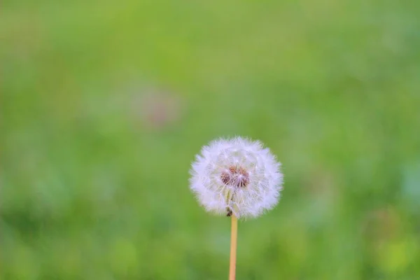 Fleur Pissenlit Sur Fond Naturel Flou Graines Fines Survie — Photo