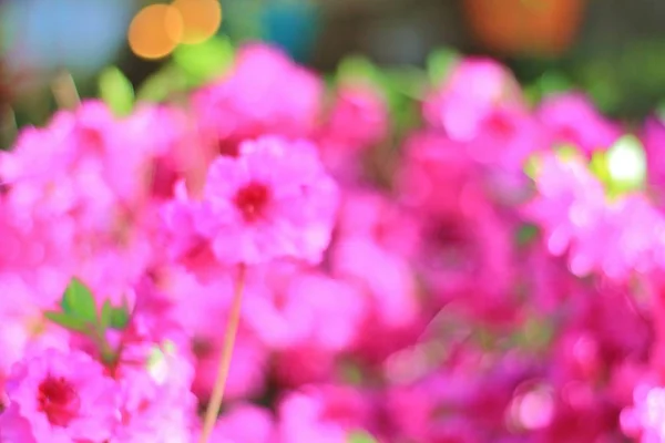 Açelya Çiçek Arka Plan. Doğada Renkler 