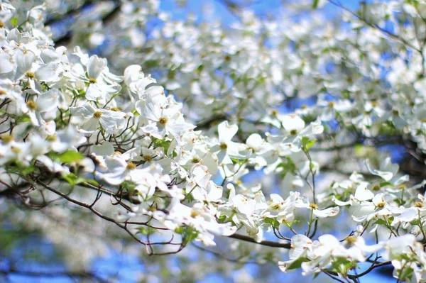 Güzel beyaz kızılcık ağacı açan. Doğal arka plan