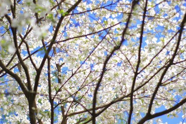 美丽的白狗树盛开 自然背景 — 图库照片