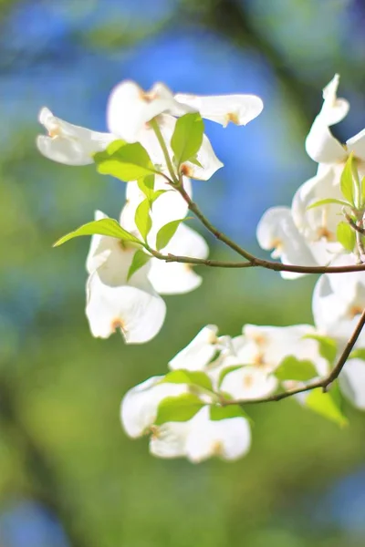 Mavi gökyüzüne karşı güzel beyaz kızılcık çiçekleri. Doğal arka plan