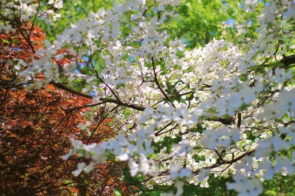 Dogwood Blossoms Close View — Stock Photo, Image