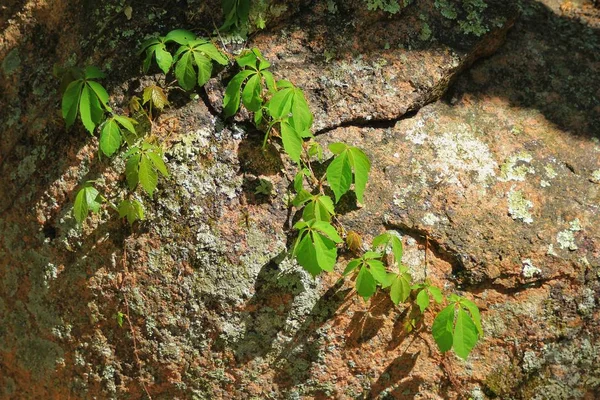 Virginia Creeper Una Roca —  Fotos de Stock