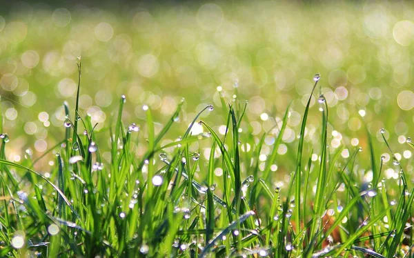 Fundo Grama Verde Com Brilho Prata Orvalho Cores Naturais Texturas — Fotografia de Stock