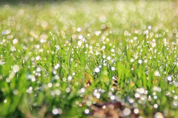 Fundo Grama Verde Com Brilho Prata Orvalho Cores Naturais Texturas — Fotografia de Stock