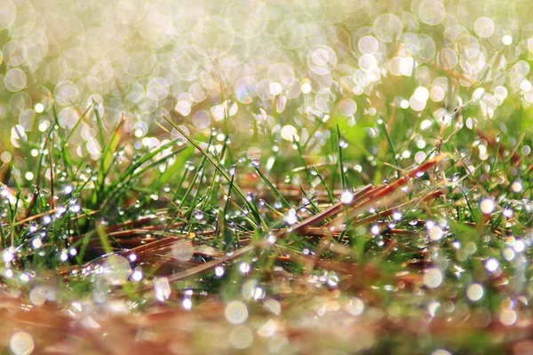 Fundo Grama Verde Com Brilho Prata Orvalho Cores Naturais Texturas — Fotografia de Stock