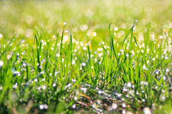Green Grass Background Silver Shine Dew Natural Colors Textures Life — Stock Photo, Image