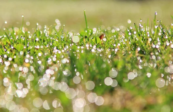 Fundo Grama Verde Com Brilho Prata Orvalho Cores Naturais Texturas — Fotografia de Stock