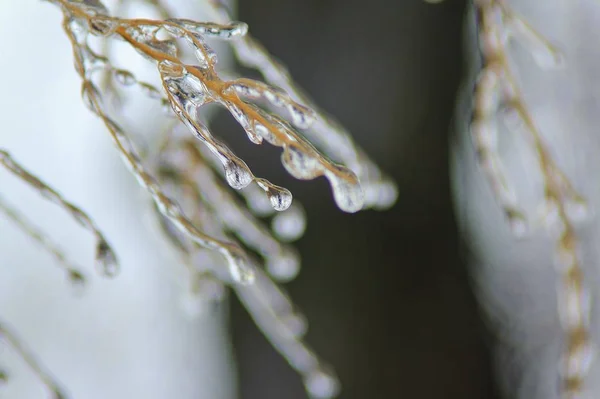 Winterhintergrund Eis Bunter Natur Gefrorene Äste — Stockfoto