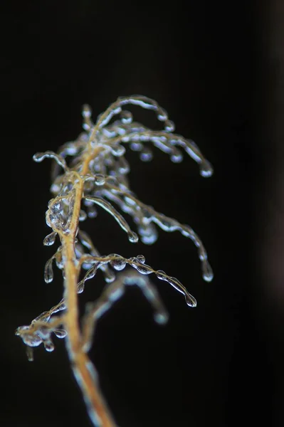 Fond Hiver Glace Dans Nature Colorée Branches Congelées — Photo