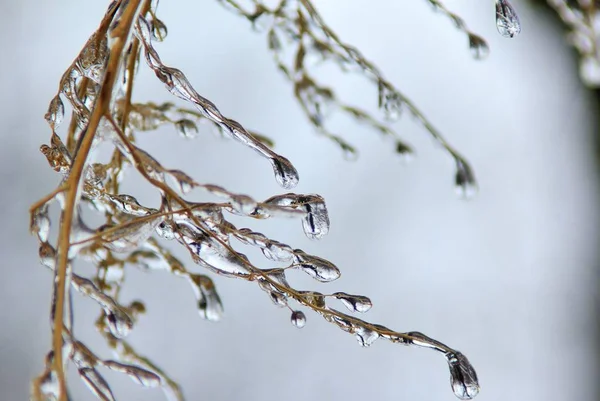 Winter Background Ice Colorful Nature Cabang Beku — Stok Foto