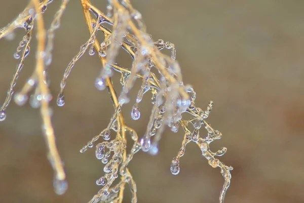 Fundo Inverno Gelo Natureza Colorida Ramos Congelados — Fotografia de Stock