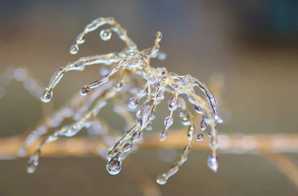 Winter Achtergrond Ijs Kleurrijke Natuur Bevroren Takken — Stockfoto