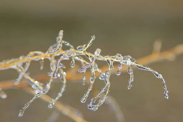 Fundo Inverno Gelo Natureza Colorida Ramos Congelados — Fotografia de Stock