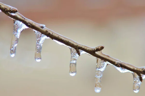 Winterhintergrund Eis Bunter Natur Gefrorene Äste — Stockfoto