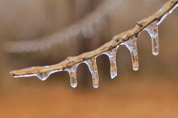 Fondo Invierno Hielo Naturaleza Colorida Ramas Congeladas — Foto de Stock