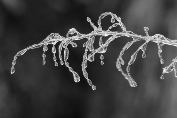 Winter Achtergrond Ijs Kleurrijke Natuur Bevroren Takken — Stockfoto