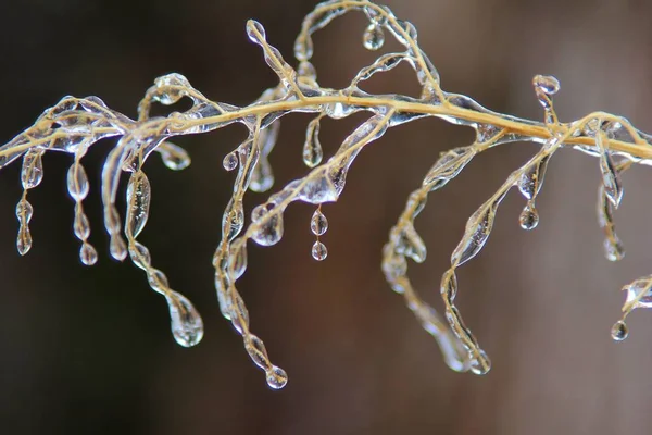 Winter Background Ice Colorful Nature Cabang Beku — Stok Foto