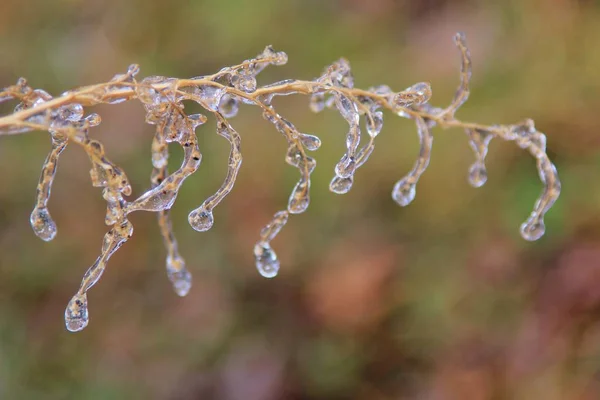 Vinter Bakgrund Färgglada Natur Frysta Grenar — Stockfoto