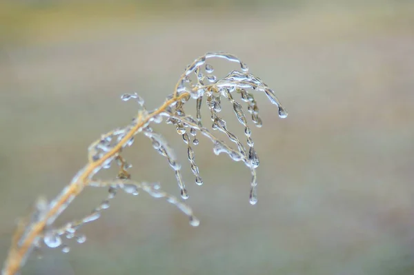 Winter Background Ice Colorful Nature Cabang Beku — Stok Foto