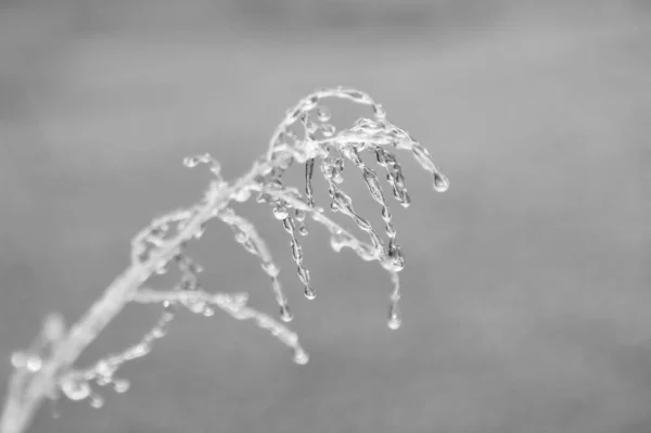 Winter Background Ice Colorful Nature Cabang Beku — Stok Foto