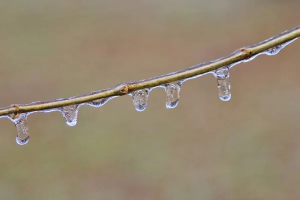 Fondo Invierno Hielo Naturaleza Colorida Ramas Congeladas — Foto de Stock