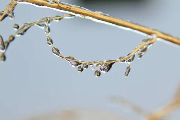 Winter Background Ice Colorful Nature Cabang Beku — Stok Foto