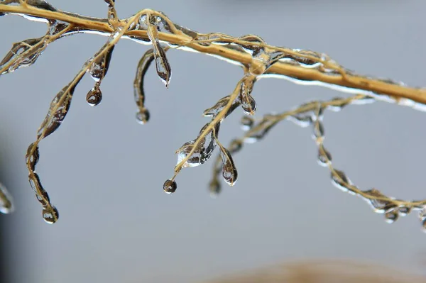 Winterhintergrund Eis Bunter Natur Gefrorene Äste — Stockfoto