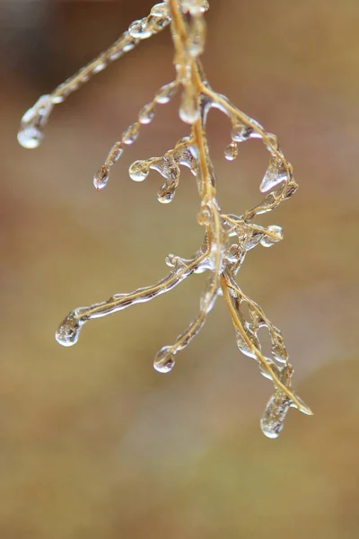 Winter Background Ice Colorful Nature Cabang Beku — Stok Foto