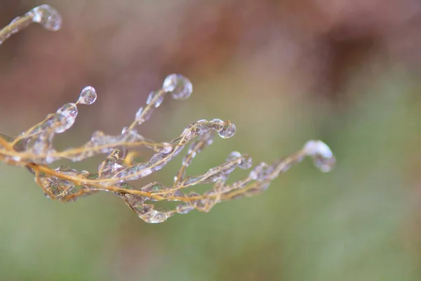 Winter Achtergrond Ijs Kleurrijke Natuur Bevroren Takken — Stockfoto