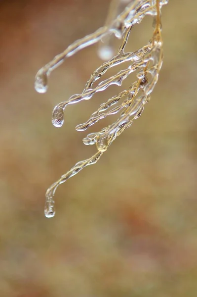 Winterhintergrund Eis Bunter Natur Gefrorene Äste — Stockfoto