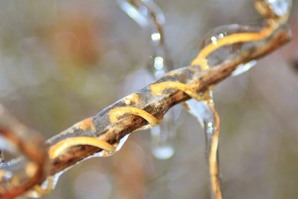 Fond Hiver Glace Dans Nature Colorée Branches Congelées — Photo