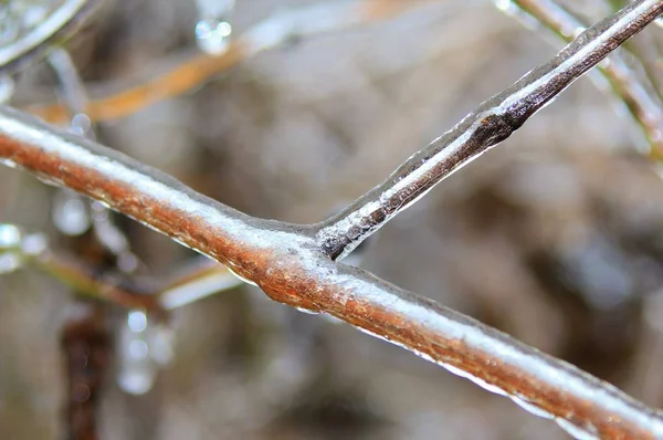 冬季背景 多彩自然中的冰 冰冻的树枝 — 图库照片
