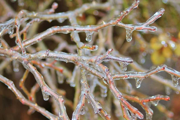 Vista Cerca Las Ramas Rosa Perro Cubierto Hielo — Foto de Stock