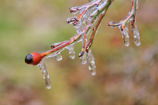 Uzavření Pohledu Větev Psích Růžic Pokrytých Ledem — Stock fotografie