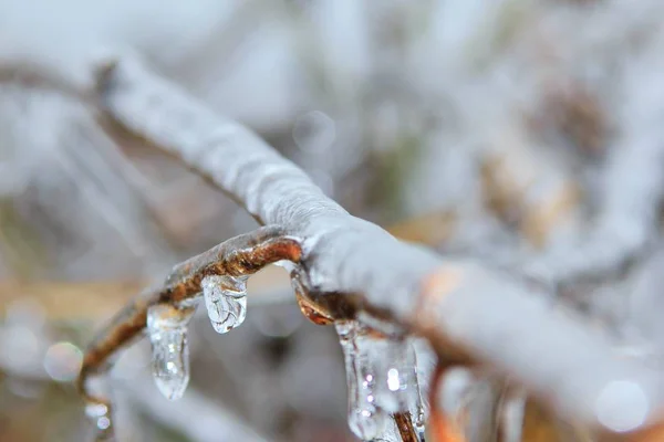 Vista Cerca Rama Del Árbol Cubierta Hielo — Foto de Stock