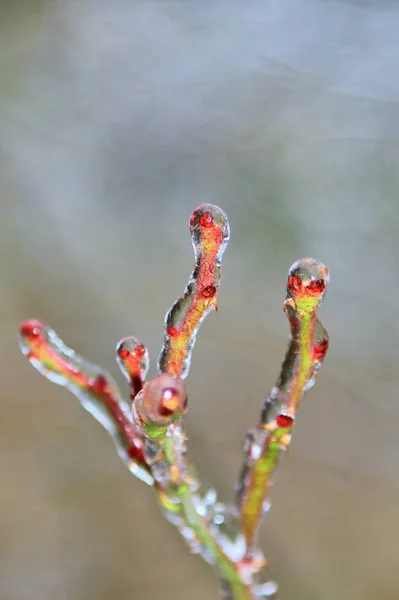 Close View Rose Branch Covered Ice — Stock Photo, Image
