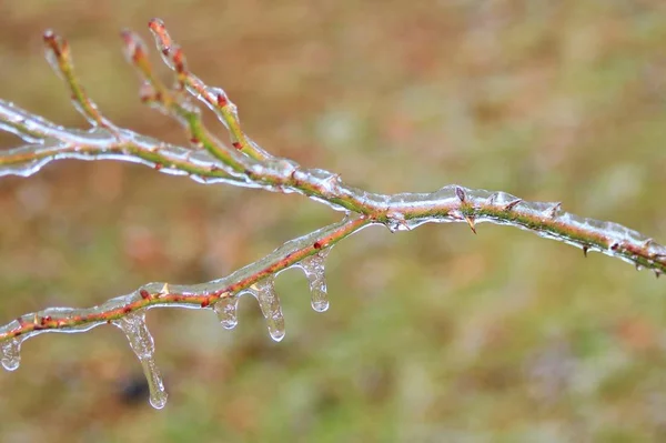 Vista Cerca Rama Rosa Cubierta Hielo — Foto de Stock