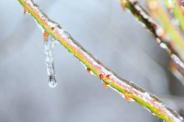 Vista Cerca Rama Rosa Cubierta Hielo — Foto de Stock