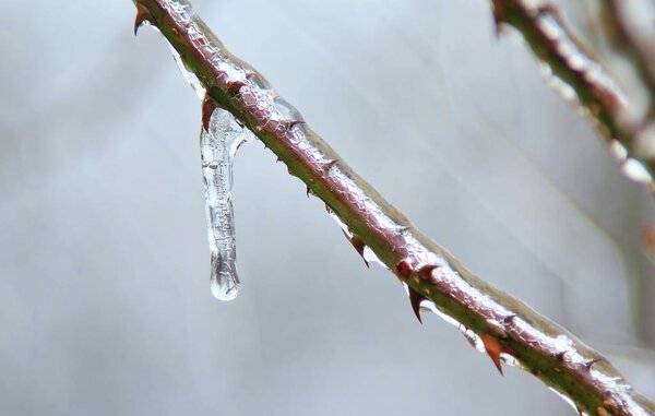 Close up view of rose branch covered with ice