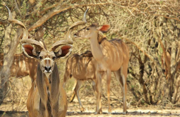 Antelope Kudu Sfondo Faunistico Africano — Foto Stock