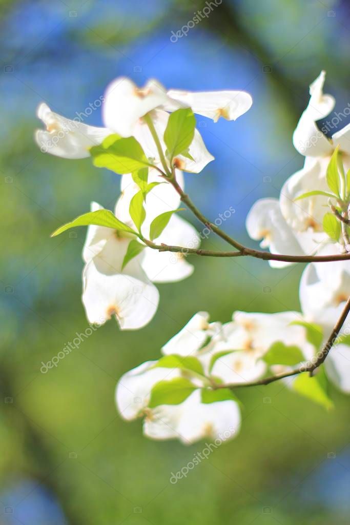 Beautiful white dogwood blossoms against blue sky. Natural background