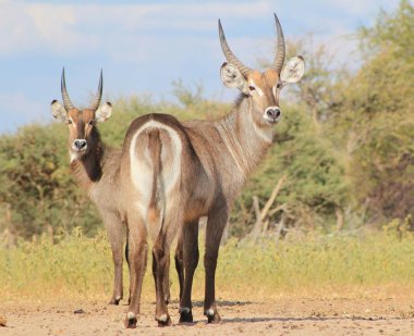 Waterbuck - Afrika Yaban Hayatı Arka Plan
