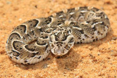 Gece Toplayıcı - Afrika Yılanı