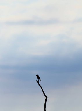 Ağaç dalı üzerinde sevimli küçük kuş