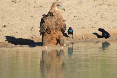 Bateleur Eagles - Afrika'dan Vahşi Kuşlar