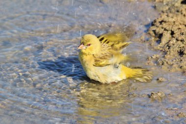 Afrika 'dan Vahşi Kuş. Finch, Namibya 'da bir oyun çiftliğinde bir su birikintisinde banyo yapıyor. 