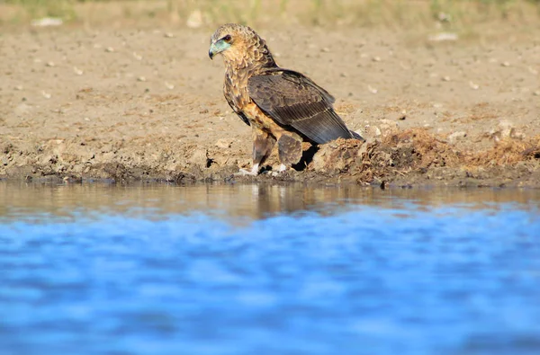 Águia Bateleur Pássaro Selvagem África — Fotografia de Stock