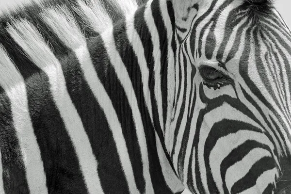 Burchell Zebra Pose Wilds Namibia Southwestern Africa Con Icónicas Rayas —  Fotos de Stock