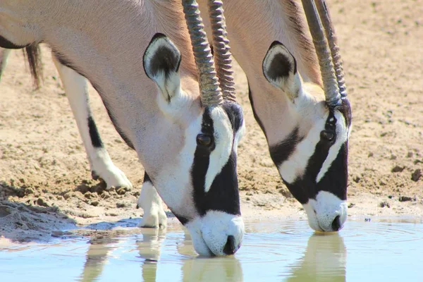 Oryx Antelopes Afrykańskie Tło Dzikiej Przyrody — Zdjęcie stockowe